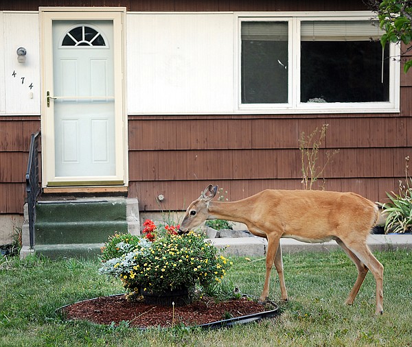 A doe is caught in the act of munching on flowers on Kalispell on Thursday evening.