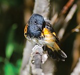 Birds of the bush