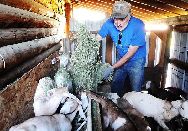 Bill Hendrix feeds the goats on Friday, July 30.