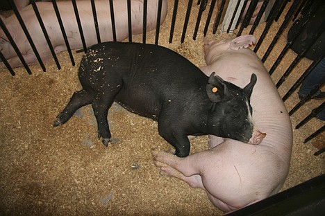 &lt;p&gt;Pigs relax at the North Idaho Fair on Saturday.&lt;/p&gt;