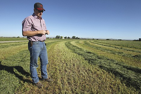 &lt;p&gt;Chris Taber stands in a field of alfalfa, which he treated to help control the vole population, on July 15 where his family farms near Shoshone.&lt;/p&gt;