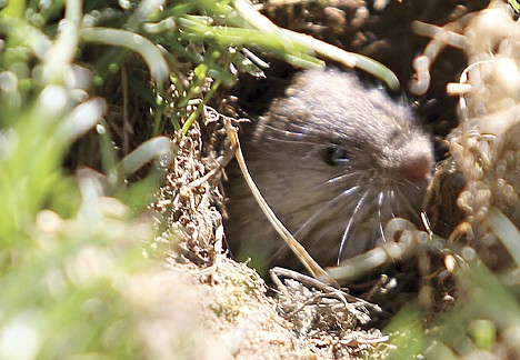 &lt;p&gt;A vole pops its head out of the ground July 15 near Shoshone. The voles' narrow tunnels snake through yards in the area, intersecting like inner-city highways.&lt;/p&gt;