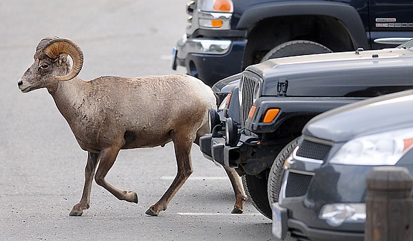 &lt;p&gt;A bighorn sheep makes its way through the parking lot at Logan
Pass on Thursday morning in Glacier National Park.&lt;/p&gt;