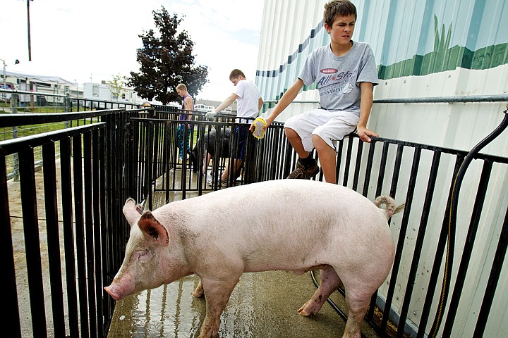 &lt;p&gt;JEROME A. POLLOS/Press Jade Rodriguez, 14, with the Kountry Kids 4-H group, takes a break from cleaning his pig Tuesday morning in preparation for his showing Wednesday.&lt;/p&gt;