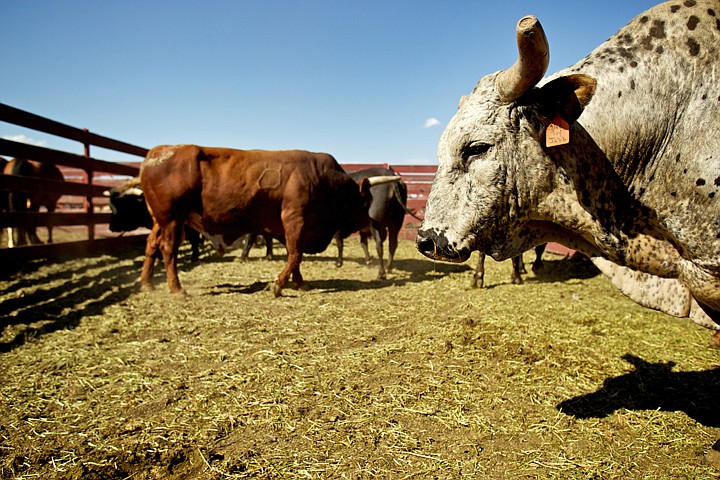 &lt;p&gt;JEROME A. POLLOS/Press Bulls staged in a corral wait to be put into action Friday during the North Idaho Rodeo.&lt;/p&gt;