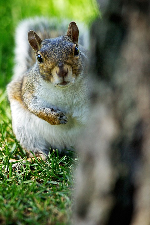 &lt;p&gt;JEROME A. POLLOS/Press A squirrel peeks around a tree Wednesday at the Coeur d'Alene Public Golf Course as it forages for food in the grass.&lt;/p&gt;