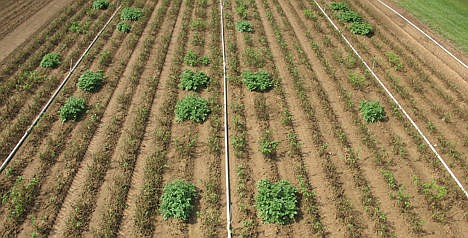 &lt;p&gt;Genetically engineered potato plants that resist blight are shown on Sept. 4, 2012.&#160;&lt;/p&gt;