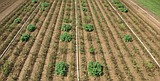 Blight-resistant Burbanks to spring up