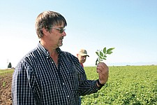 Jack Lake examines a sample of leaves from his potato crop. The plants are forunately showing minimal signs of late blight, which Lake attributes to the preventative spraying he has done all summer long.