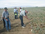 Onion industry mulls future at Field Day
