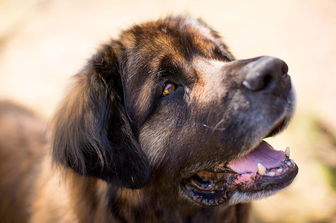 &lt;p&gt;Caliber, a 9-year-old Leonberger, hangs out at his retirement party on Aug. 26, 2016 at the Coeur d'Alene Health Care and Rehabilitation Center.&lt;/p&gt;