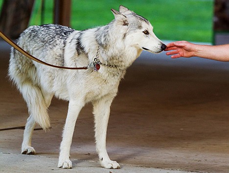 &lt;p&gt;Bella, a husky that lost one of its hind legs in a snare meant for wolves, was a featured to help illustrate the argument of wolf supporters.&lt;/p&gt;