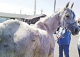 Equine rescue group saves neglected horses