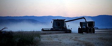 <p>Farmers were kicking up dust as they brought in their harvest of spring wheat on Thursday evening, August 30, in Creston.</p>