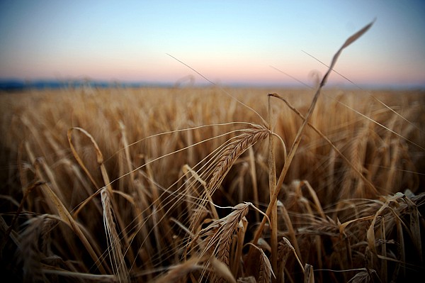 <p>A field of spring wheat ready for harvest along Fairmont Road, east of Kalispell on Friday, August 31.</p>