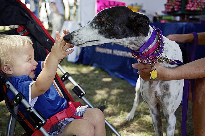 &lt;p&gt;JEROME A. POLLOS/Press Kolson Asher, 1, pays a visit to Fleaka, a five-year-old greyhound rescue on display at the Greyhound Pets of America Greater Northwest booth Friday.&lt;/p&gt;