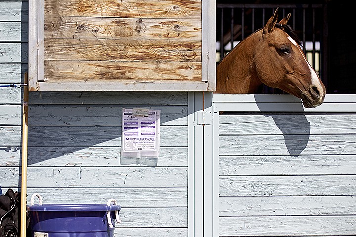 &lt;p&gt;JEROME A. POLLOS/Press A horse surveys the area outside of its stall located near the end of the midway Friday.&lt;/p&gt;