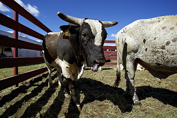 &lt;p&gt;JEROME A. POLLOS/Press Bulls rest in a corral in preparation for the rodeo festivities Friday.&lt;/p&gt;