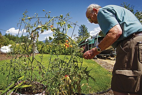 &lt;p&gt;Hobart Jenkins tends to one of his tomato plants at his Bayview home Monday. The retired educator is a former president of Spokane Community College where a new building on the campus was named in his honor.&lt;/p&gt;