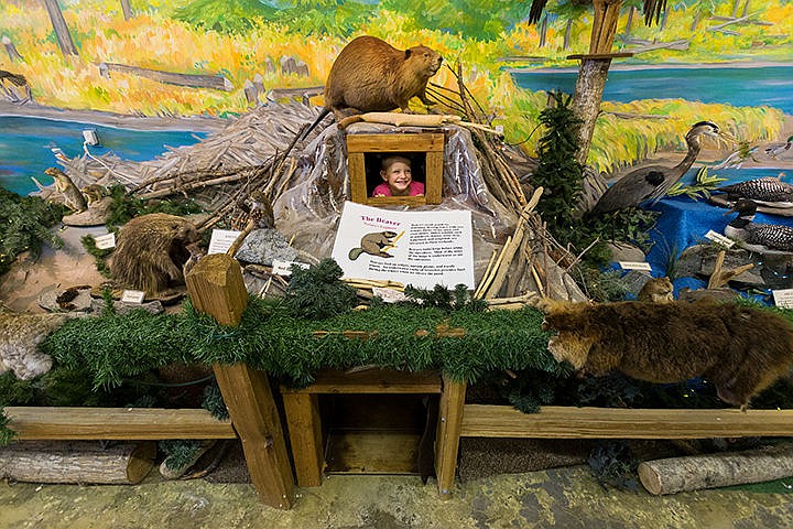 &lt;p&gt;Johnathan Forsyth, 6, of Post Falls, peeks out from an interactive feature in a beaver exhibit at the North Idaho Wildlife Center Friday at the Kootenai County Fairgrounds in Coeur d&#146;Alene.&lt;/p&gt;