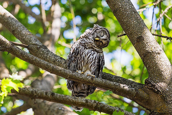 &lt;p&gt;A barred owl rests in a tree Wednesday in the backyard of Rick Thomas&#146; Post Falls home. The owl was seen resting and preening for several hours.&lt;/p&gt;