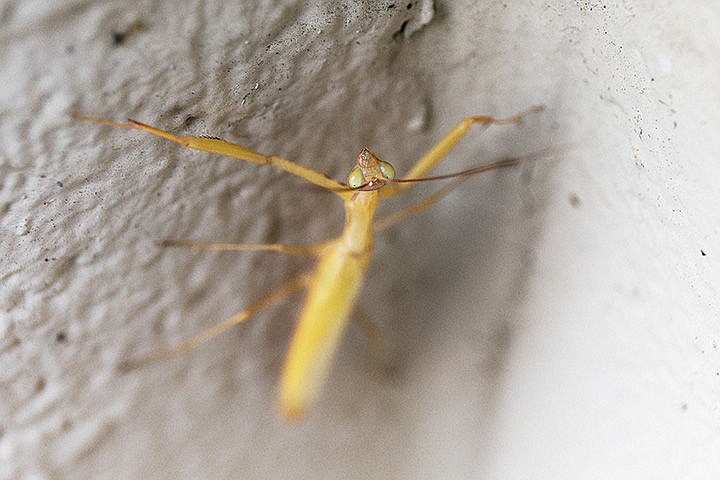 &lt;p&gt;A preying mantis scales the wall of The Press near a rear exit Thursday in Coeur d&#146;Alene.&lt;/p&gt;