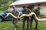 Two homeless pythons headed to New England sanctuary