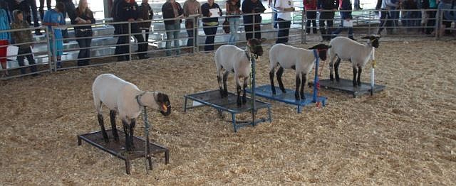 FFA and 4-H members will be on hand to show sheep and other animals.