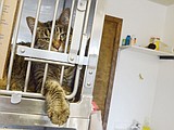 County animal shelter now a 'no kill' facility