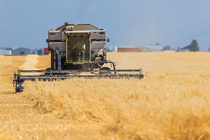 &lt;p&gt;SHAWN GUST/Press&lt;/p&gt;&lt;p&gt;Farmer Ed Jacquot operates a combine while harvesting oats Monday in a field that he and his brother farm east of Huetter Road and north of Hayden Avenue on the Rathdrum Prairie. The 120-acre field can take about a week to complete a harvest that yields some 250-tons of oats.&lt;/p&gt;
