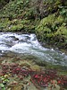 Kokanee salmon add color to Idaho streams