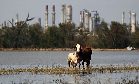 &lt;p&gt;In this Sunday, Sept. 2, 2012, photo, cattle are stranded on a slim piece of dry land as floodwaters from Hurricane Isaac recede in Plaquemines Parish, La. The nation?s oil and gas hub is slowly coming back to life in the aftermath of Hurricane Isaac. The government said Monday that offshore oil and gas platforms are beginning to ramp up production as crews are returning. (AP Photo/Gerald Herbert)&lt;/p&gt;