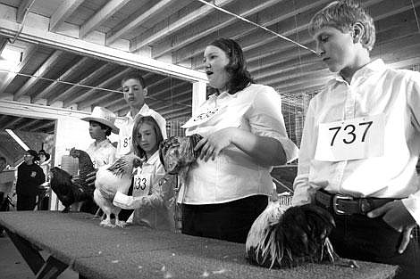 Jason Shueh/Valley Press Competitors presenting their chickens not only had to make sure their birds looked well groomed they also had to relate specific information to judges about how they card for their bird and specific qualities their chickens had.