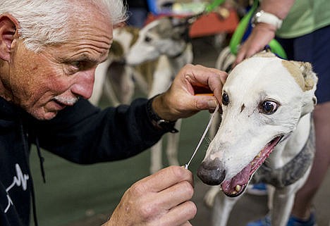 &lt;p&gt;Mason McCuddin measures the nose length of Bones, a ten-year-old greyhound, Saturday at the 11th Annual Greyhound Picnic at the Kootenai County Fairgrounds. Bones&#146; nose measured 10.2 inches in length.&lt;/p&gt;