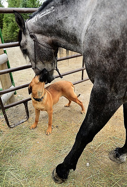 &lt;p&gt;Bandit and Mr. Knightly at the home of Elisa Wilson in Kila on Tuesday, September 3. (Brenda Ahearn/Daily Inter Lake)&lt;/p&gt;