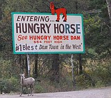 Wayward sheep shows up in Canyon