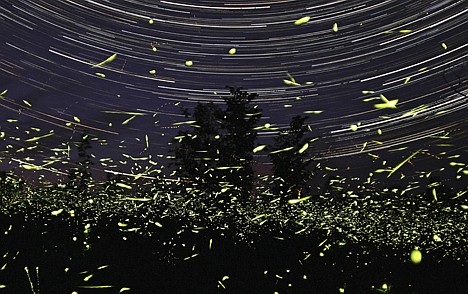 &lt;p&gt;Fireflies fly in front of Steve Irvine's home in Big Bay, Ontario, on June 22, 2009.&lt;/p&gt;