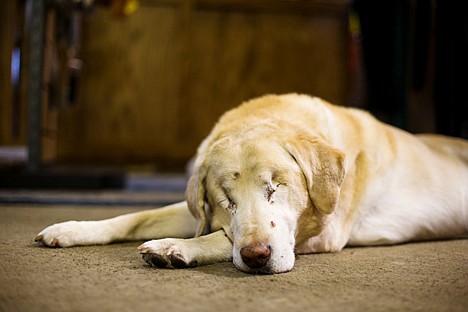 &lt;p&gt;Moose, a 14-year-old lab, lost an eye after a reaction to anesthesia during a minor surgical procedure five years ago. The second eye was removed about a year later.&lt;/p&gt;