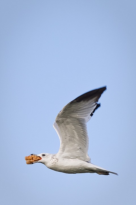 &lt;p&gt;SHAWN GUST/Press A seagull flies over Coeur d'Alene Monday while securing a glazed donut dinner in its mouth.&lt;/p&gt;