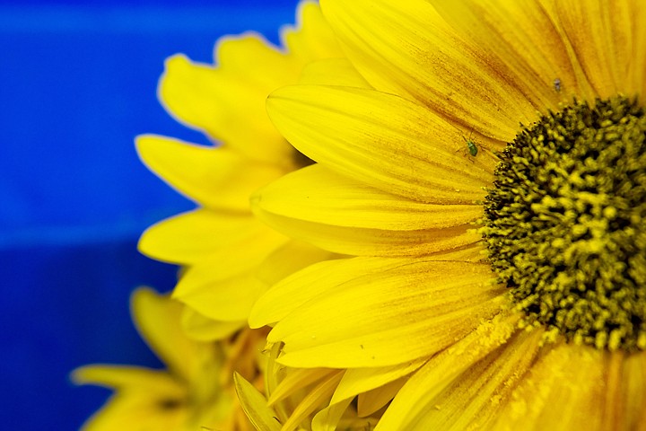 &lt;p&gt;JEROME A. POLLOS/Press An insect climbs up a petal of a sunflower waiting to be retrieved Monday from the gardening building at the North Idaho Fairgrounds.&lt;/p&gt;