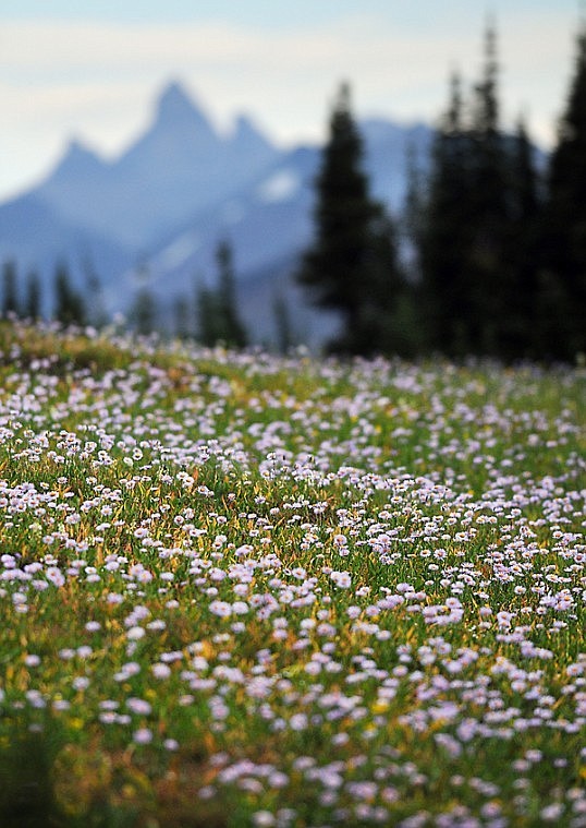 &lt;p&gt;A field of wildflowers blooms near the Hidden Lake Trail on Aug.
25.&lt;/p&gt;