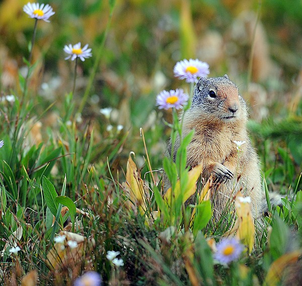 &lt;p&gt;A Columbia Ground Squirrel at Logan Pass on August 25, in
Glacier National Park.&lt;/p&gt;