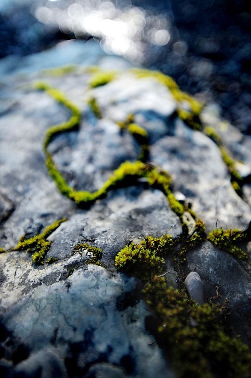 &lt;p&gt;Moss grows in the cracks of a rock along the shores of Lake
McDonald on June 22, in Glacier National Park.&lt;/p&gt;