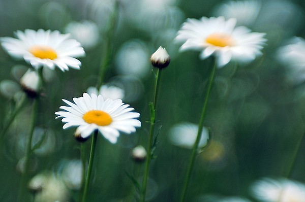 &lt;p&gt;Wild Daisies in Glacier National Park on July 14th.&lt;/p&gt;