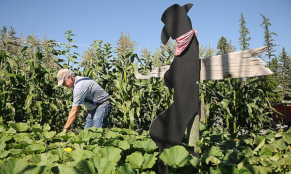 &lt;p&gt;Brad Knuth of Whitefish, pulls weeds from his the section of his
garden for zuccini, squash and pumkin on Wednesday, August 24, in
Whitefish. Knuth has been gardening here for 15 years.&lt;/p&gt;