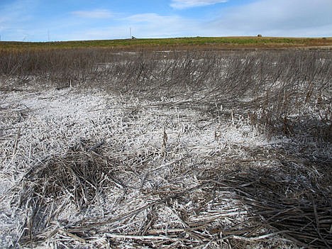 &lt;p&gt;This Oct. 23, 2014 photo shows salty residue from spilled oilfield wastewater on cropland in McKenzie County, N.D. Experts say it can take years to restore brine-damaged land to health, a process that requires removing the salts and adding nutrients to rebuild soil structure so plants can grow once more.&#160;&lt;/p&gt;