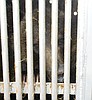 Little bear makes it to Bronx Zoo