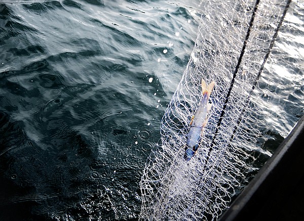 A juvenile Lake Trout is pulled from Swan Lake on Friday morning. The early morning netting is part of a Lake Trout suppression project.