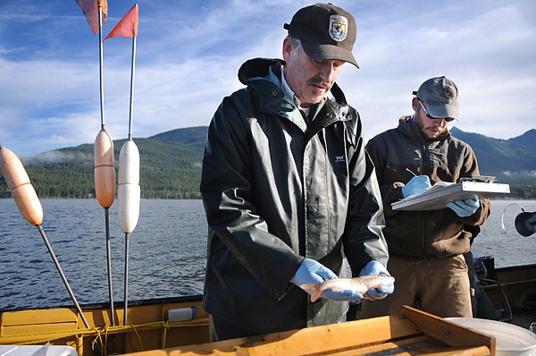 Wade Fredenberg, left, of the Creston Fish Hatchery and Matt Gjukis measure and record the caught Lake Trout on Friday at Swan Lake.