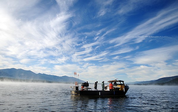 A netting crew of contractors as well as participants from several government agencies pulls in morning catch from Swan Lake on Friday. The fish are being caught as part of a Lake Trout suppression project.